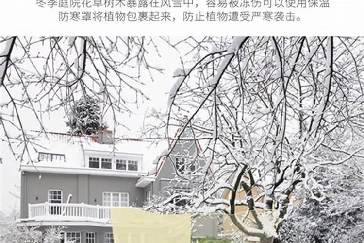 关于植物过冬喷洒什么防寒？