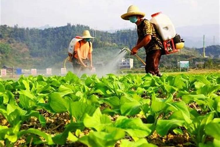 芸苔素和什么叶面肥混用在苗床上比较好？