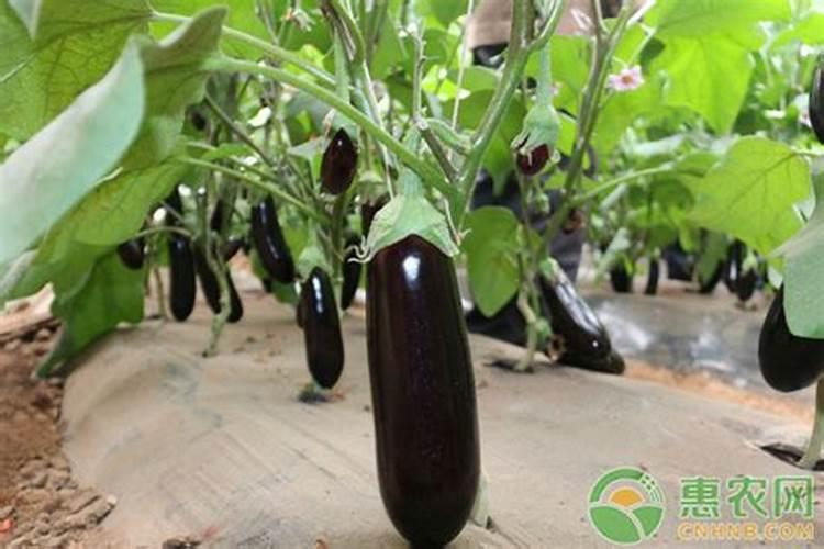 茄子如何管理才高产