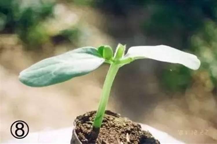 西瓜芯长接的有效办法是什么