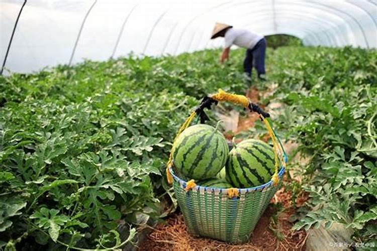种植西瓜如何施肥才能让西瓜更甜？
