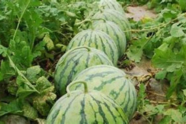 西瓜结果了需要施什么肥料