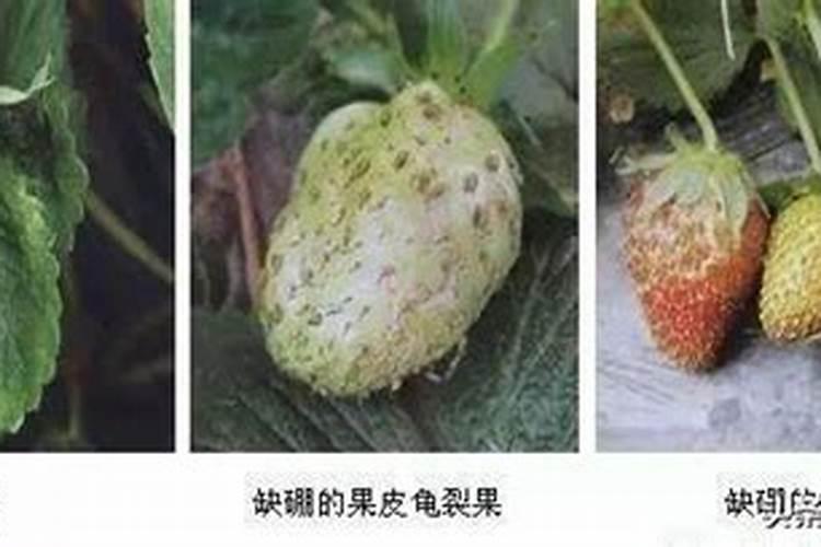 草莓缺硼怎么办