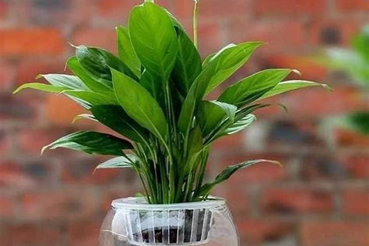 水培花卉用哪些肥