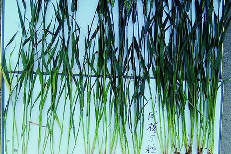 高产小麦追施钾肥的效果怎么样？