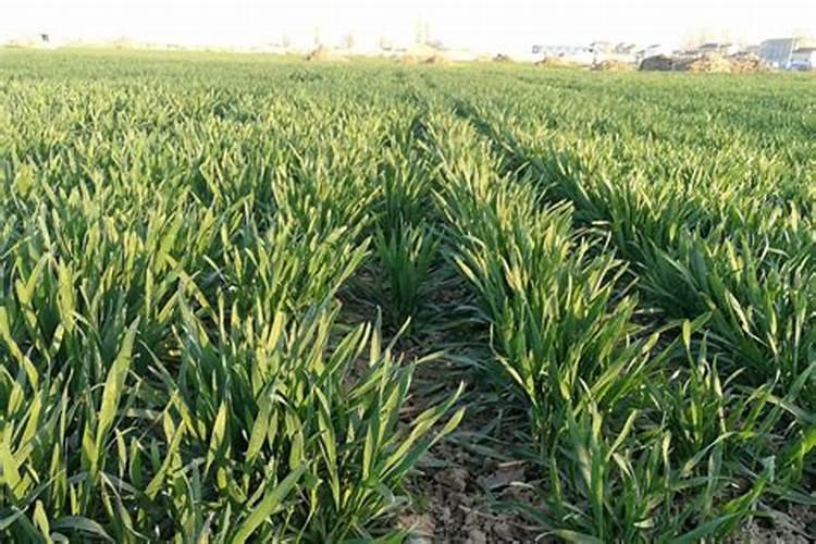 小麦怎样追肥高产