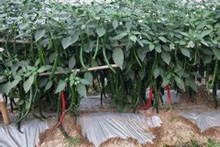 辣椒保花保果用什么药最好