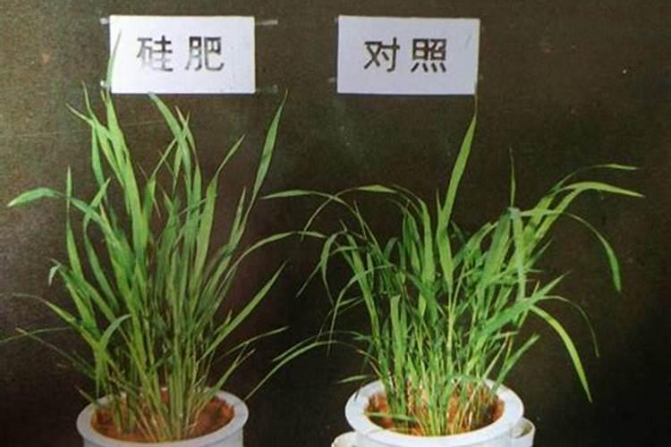 硅肥对水稻的害处