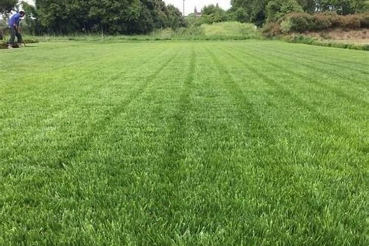 草坪7月份施什么肥