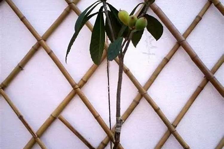 枇杷树怎么做到无公害施肥？