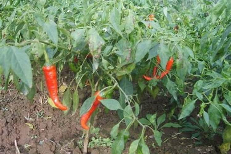 辣椒初花期每亩滴二公斤半高钾肥合适吗