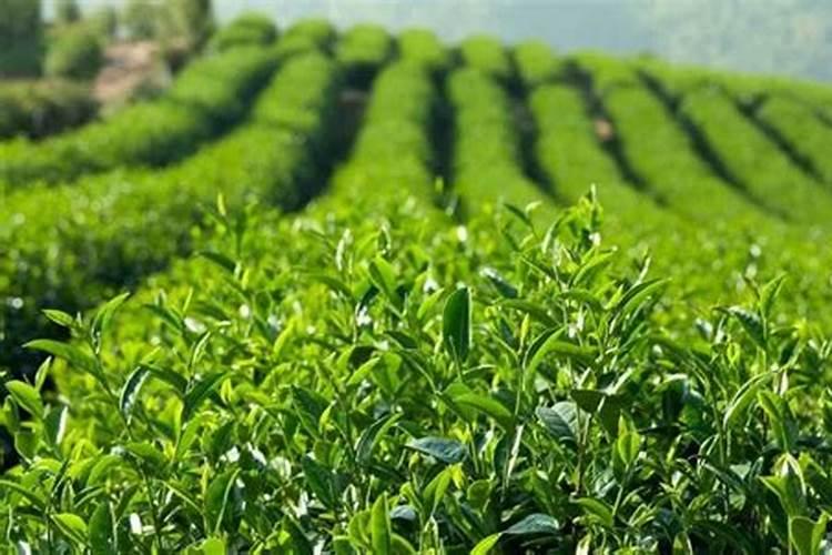 茶叶每亩施肥量