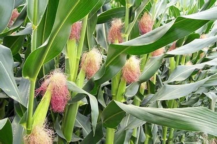 玉米什么时候打叶面肥好 使用方法有哪些