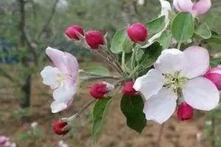 果树花期补硼、花后补钙,补错了果子当然长不好