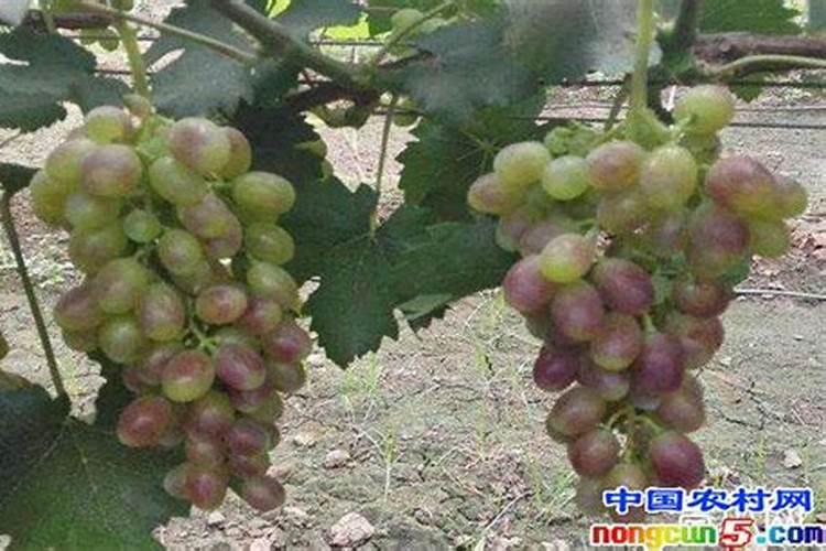 蓝宝石葡萄转色期施肥方法