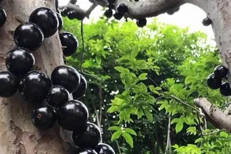 促进开花结果施什么肥(嘉宝果怎样促开花结果)