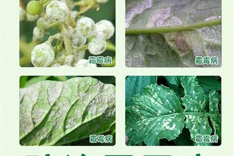 立冬后葡萄打什么杀菌剂药好？