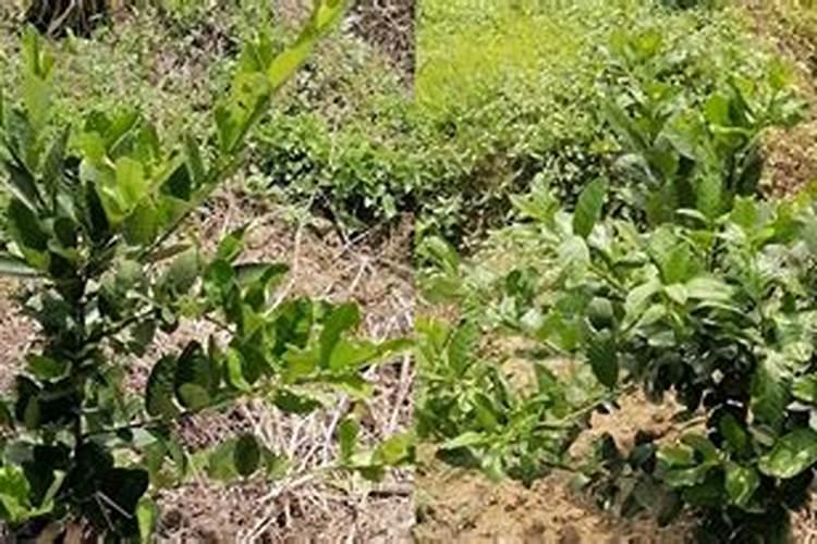 四川柠檬可以用哪些水溶肥施肥？