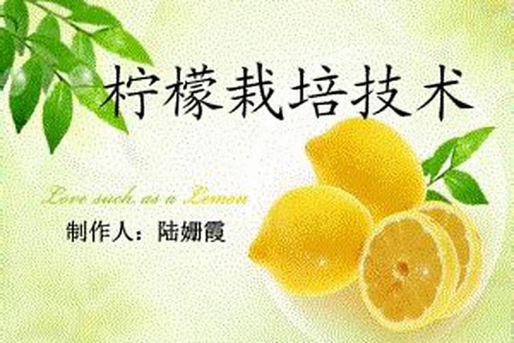 柠檬树的栽培与管理技术
