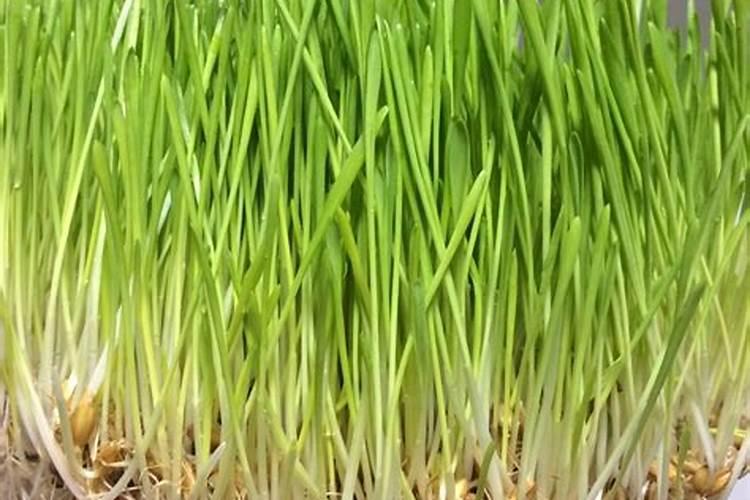 小麦苗稀多少天可以喷生根剂和水溶肥