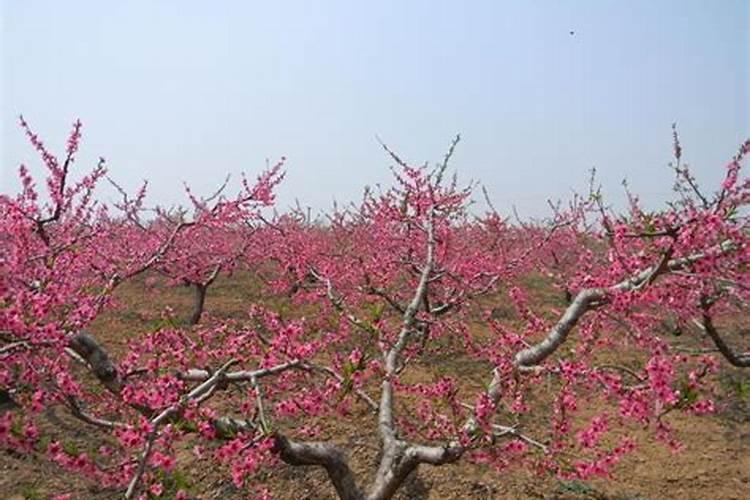 桃树花前施用什么肥料？