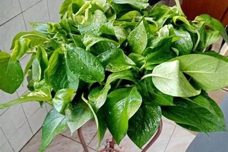 绿萝喷叶子用什么肥好