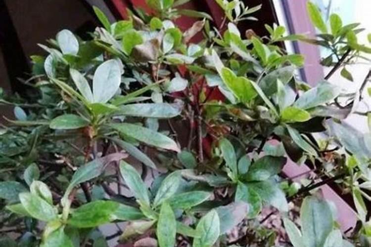 杜鹃花叶子发黄是缺水,还是肥料施多了？