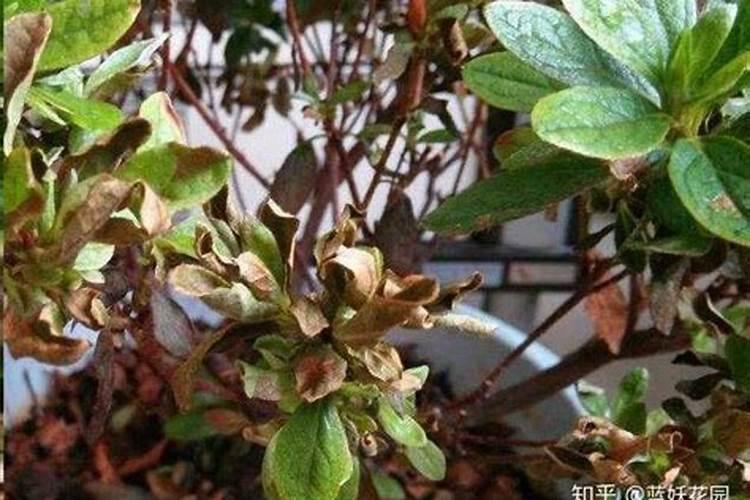 杜鹃叶发褐色掉叶怎么回事 杜鹃叶发褐色掉叶的原因介绍