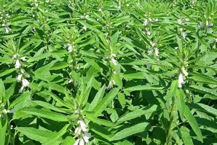 芝麻种植小技巧 用农家的粪水进行调换