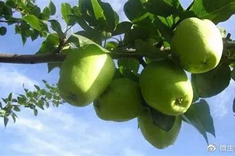 氨基酸肥料的缺点