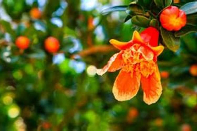 石榴花春天怎么养,浇水保湿并追施氮肥