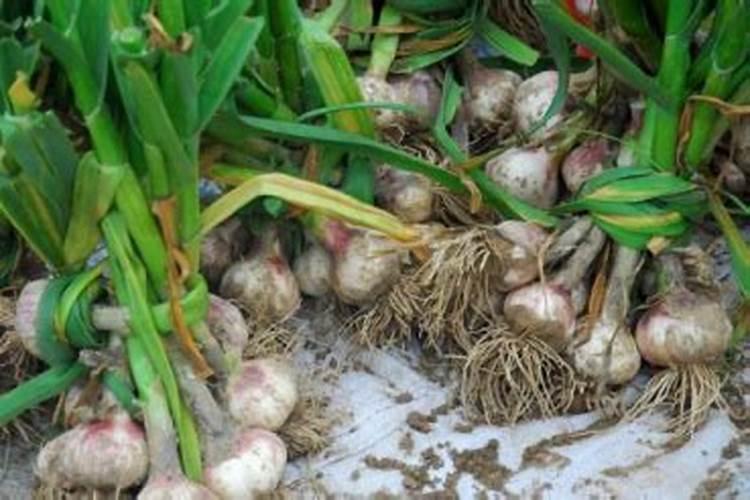 大蒜种植和施肥管理怎么管？