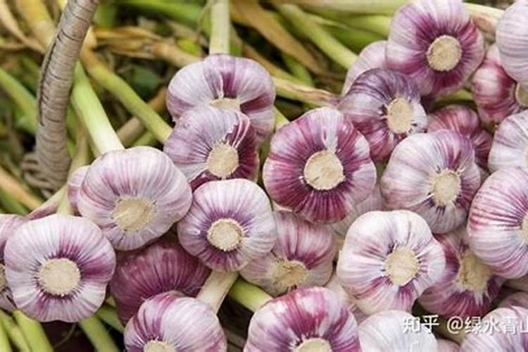 大蒜种植方法、施肥和防治重茬是关键
