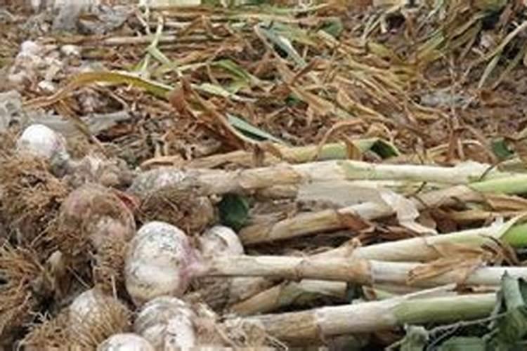 大蒜后期管理和施肥