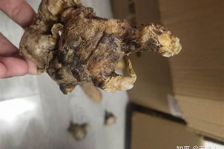 东北冬天室内怎样栽培新姜及栽培管理？