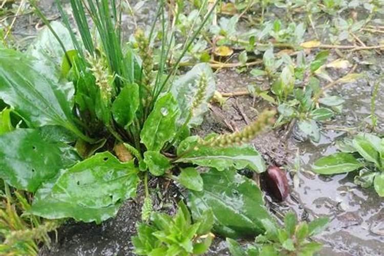 农村当中常见的车前草究竟有什么用？应该怎样种植呢？