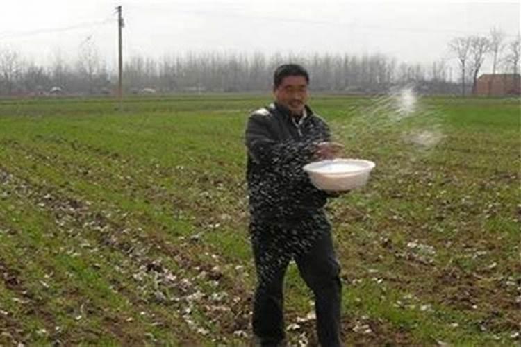 如何提高磷肥的肥效？