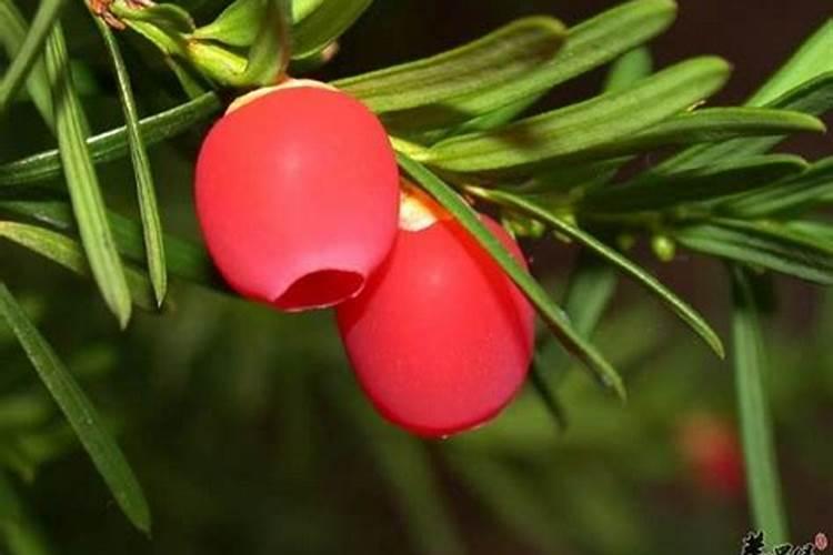 有哪位清楚红豆杉如何施叶面肥？需要关注哪些点