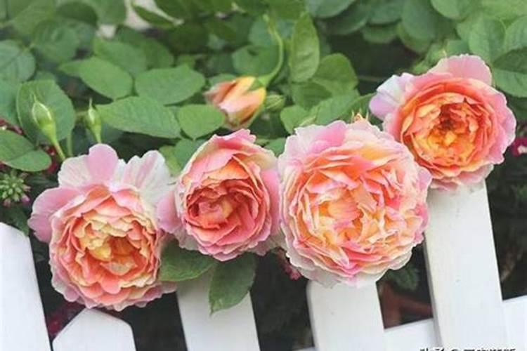 月季花用什么生长素