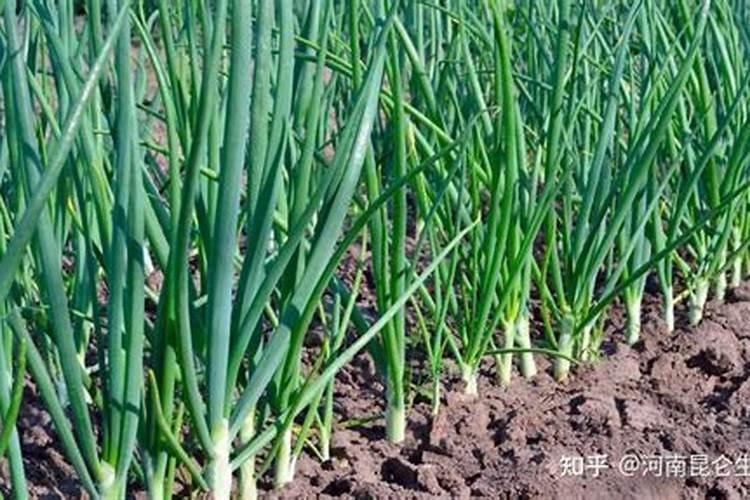 大葱用什么水溶肥效果好？大葱专用肥是什么肥料？