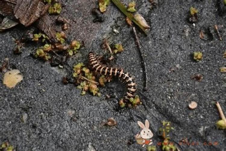 花土里有千足虫怎么办