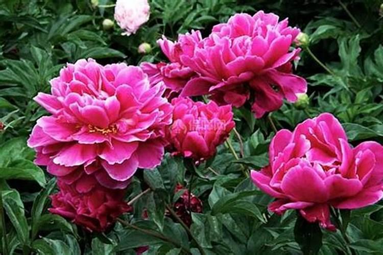 怎么养芍药花