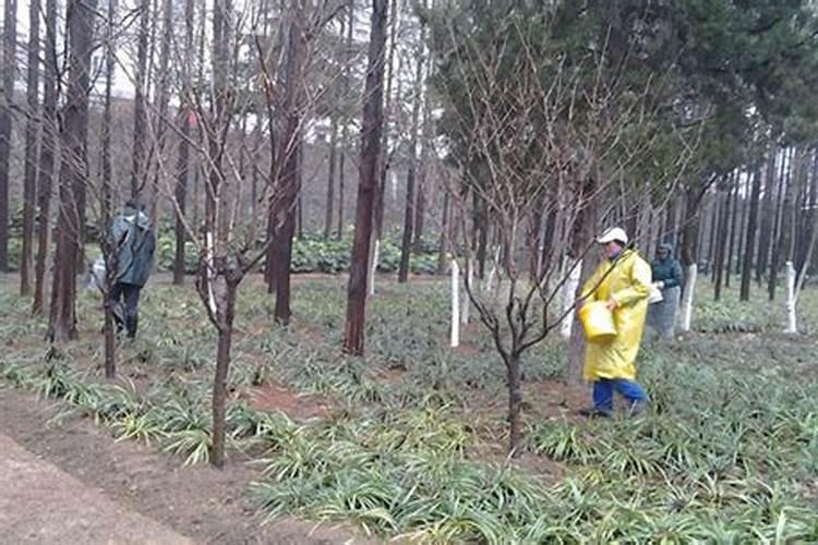 苗木施肥无小事,这些知识一定要掌握!