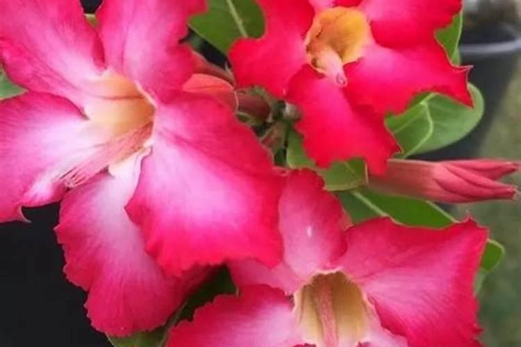 沙漠玫瑰用的氮肥是哪种类型？