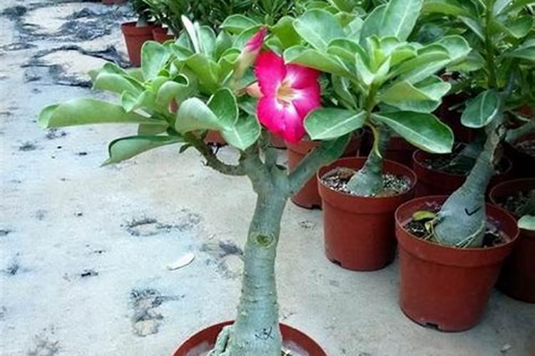 沙漠玫瑰开完花如何复壮