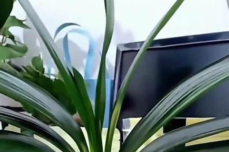 花卉应该要施什么肥料好？