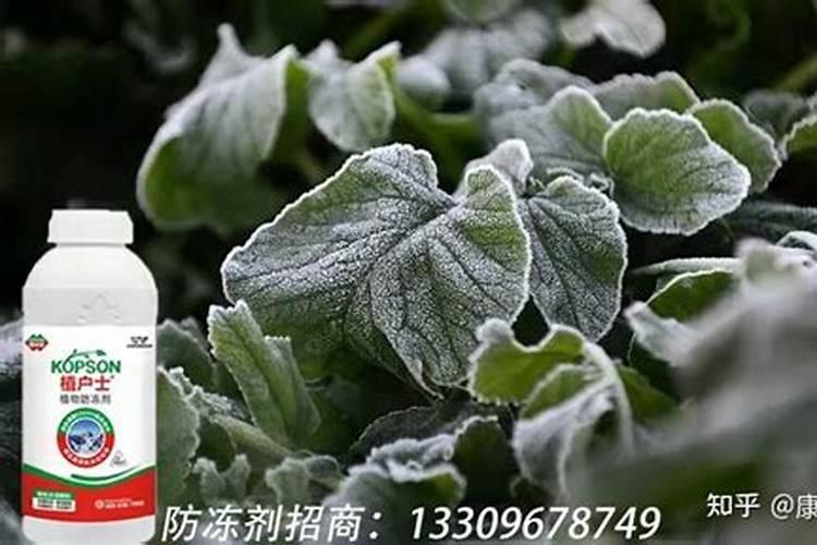 寒冬来临,植物如何科学防冻:德国EDENN螯合技术应用