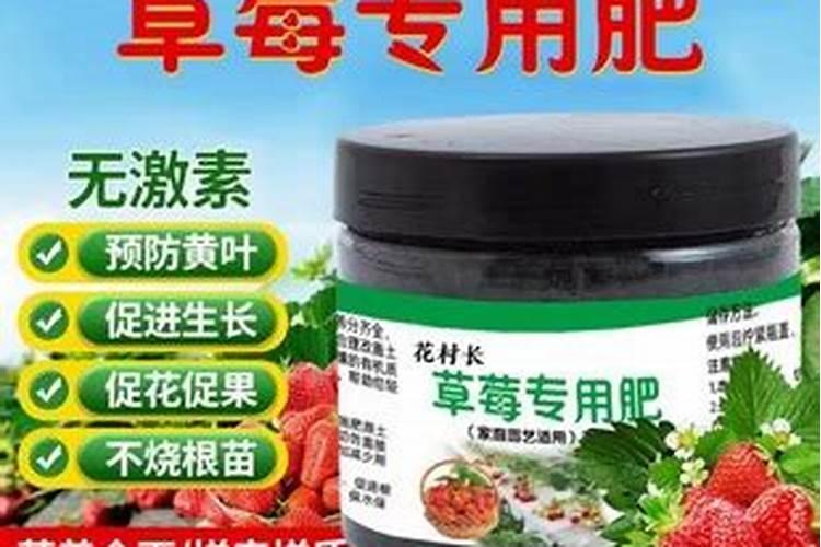 草莓专用肥是什么肥料 草莓施入氮磷钾肥的作用