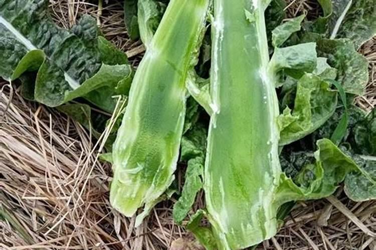 莴苣黑斑病如何防治