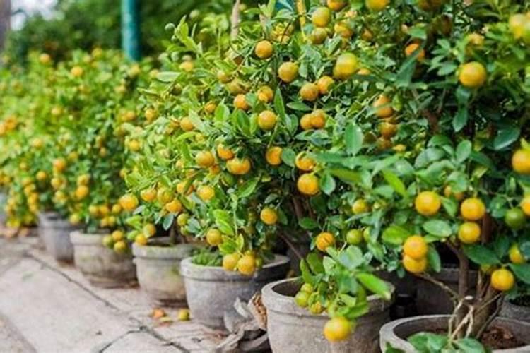 金桔树现在刚移栽到盆里多久才会长新芽 金桔换盆多久生根发芽出来